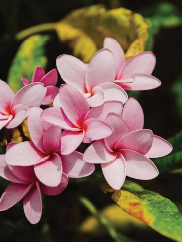 a group of pink flowers