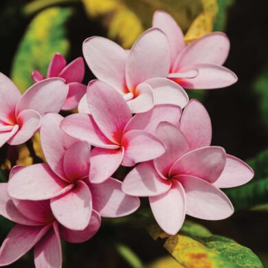 a group of pink flowers