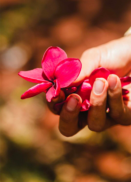 a hand holding a flower