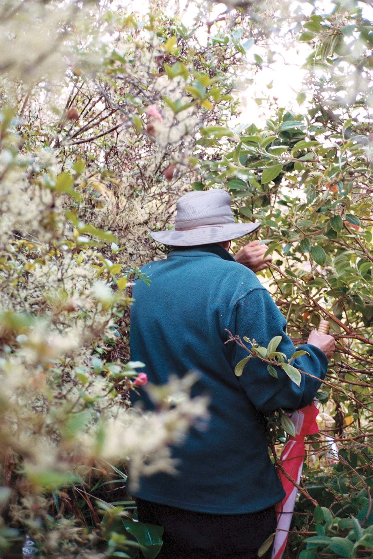 A person wearing a wide-brimmed hat and a blue sweatshirt is standing amidst dense shrubbery, reaching into the branches with their hands.