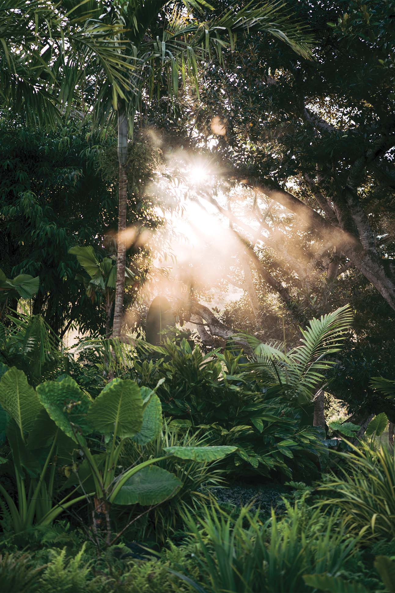 Sunlight filtering through dense tropical foliage with rays of light creating a mystical atmosphere.
