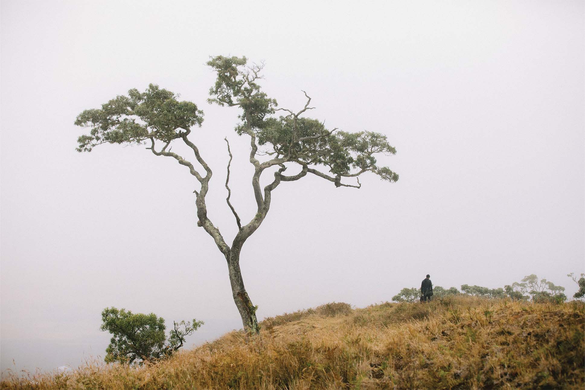 A solitary figure stands on a grassy hill beside a tall, twisted tree with a cloudy, white sky in the background.