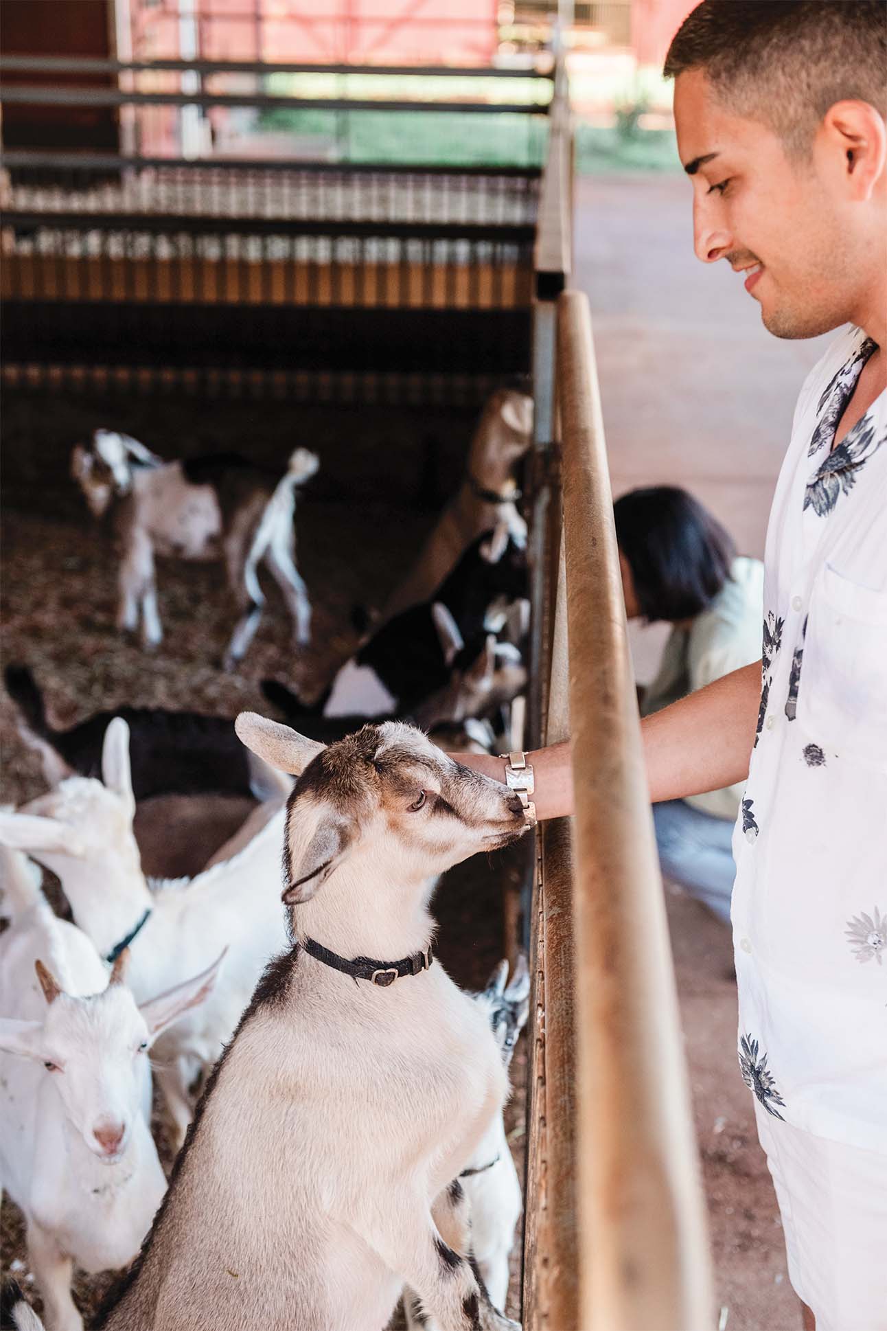 A person in a white shirt with a floral pattern feeding a brown and white goat at a wooden fence, with a group of goats in the background inside a sheltered pen.