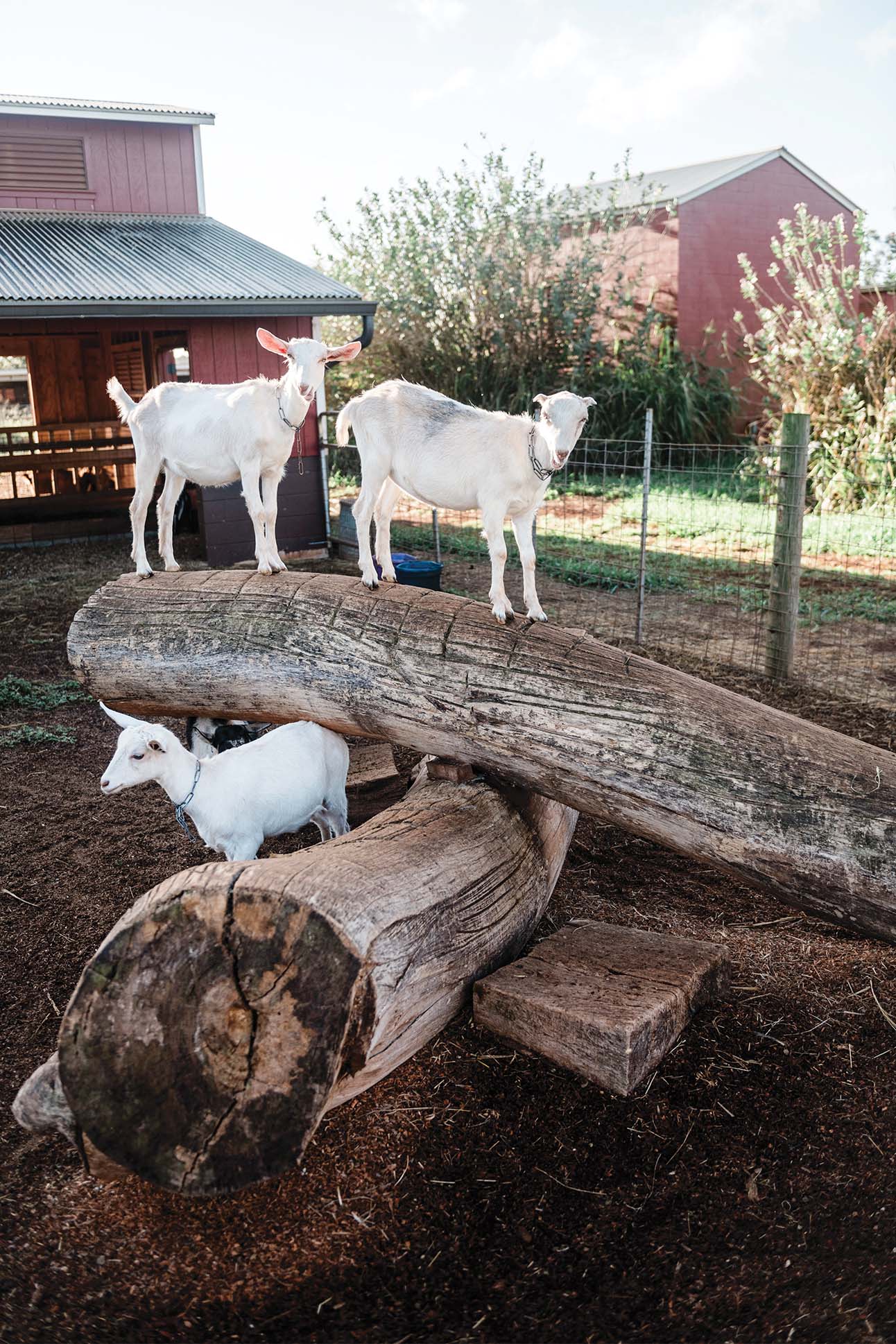 Three white goats on a farm, two standing on a wooden structure and one underneath it, with a red barn in the background.