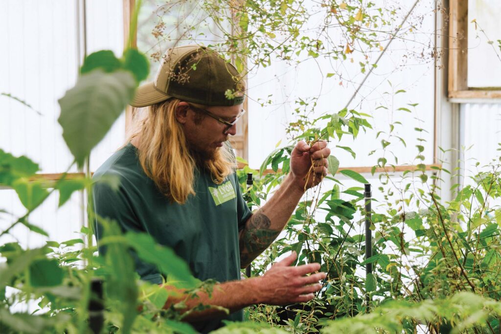 A person with long hair wearing a cap and a green shirt with a logo on it tending to plants in a greenhouse setting, holding a branch while surrounded by lush green foliage.