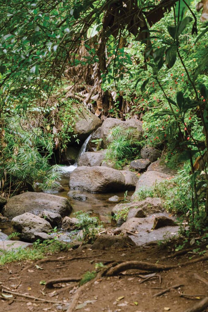 A natural stream flowing through a forest with large rocks, surrounded by green foliage and red berries.