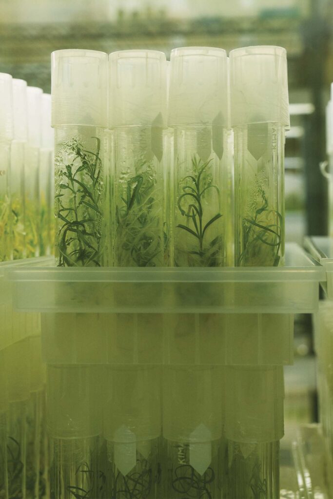 Rows of test tubes containing small green plants suspended in a nutrient-rich gel, arranged on shelves in a laboratory setting.