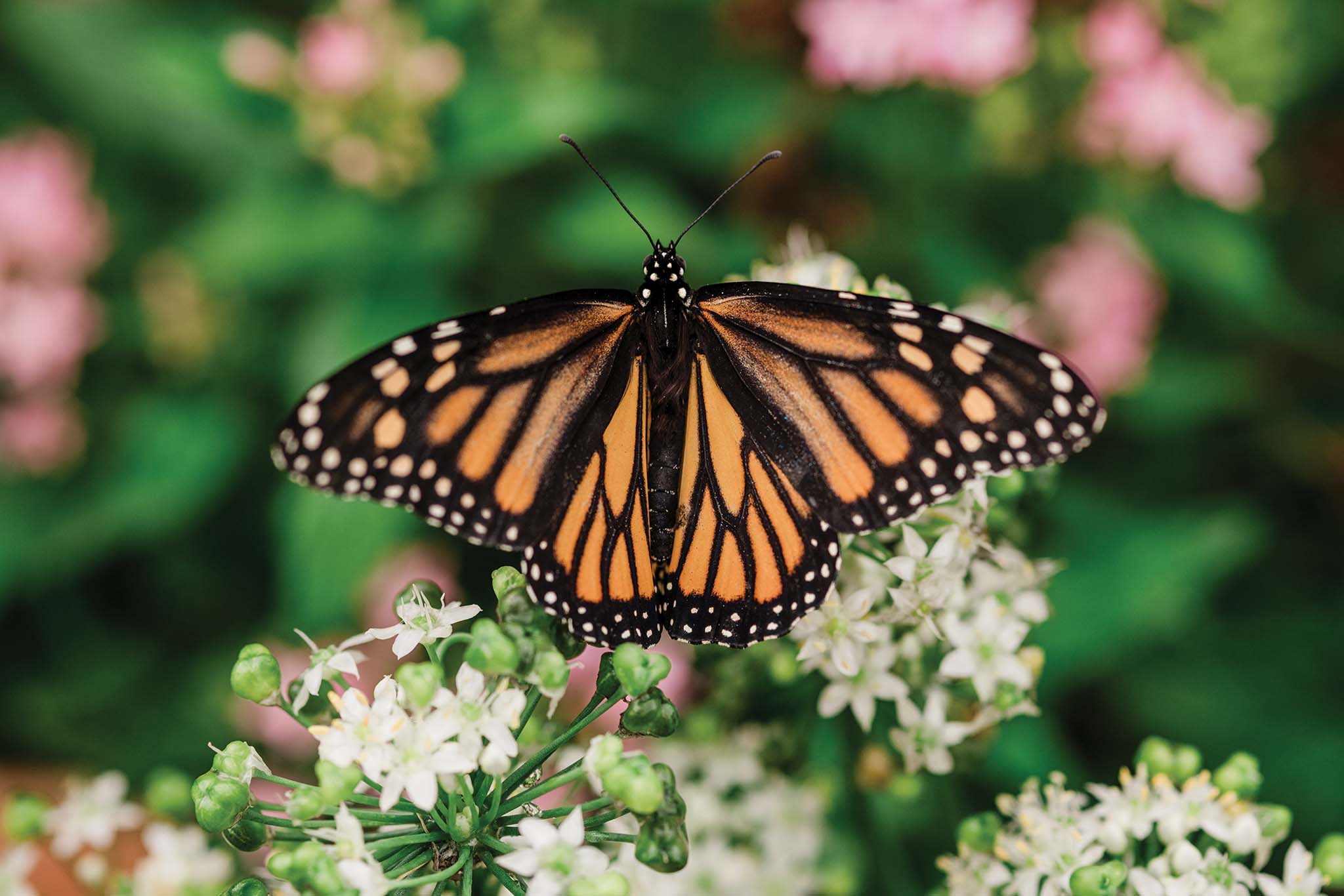 Winged Encounters - Halekulani Living, image size:2048x1366